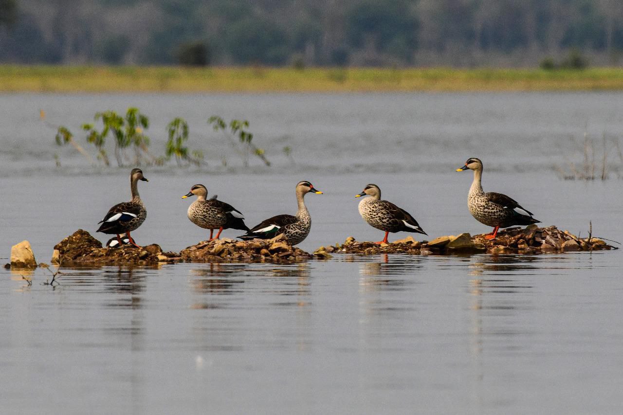 अलवर को मिली बड़ी पहचान: राजस्थान की पाँचवीं रामसर साइट घोषित